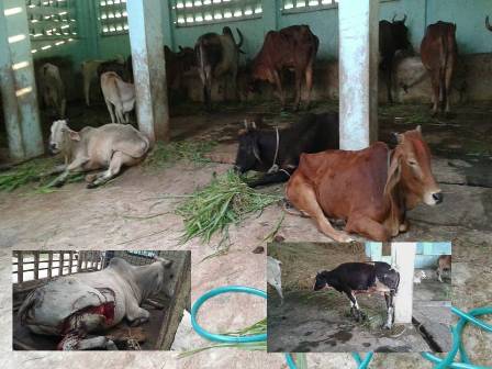 16th aug 2015-banas-gaushala-visit