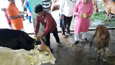 19 sep 2019 gaushala in gay punjan