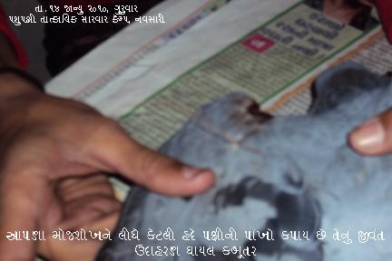 makarsankrant-day-animal-bird-camp-in-navsari