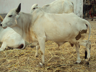 Visit In Banas Gaushala Navsari